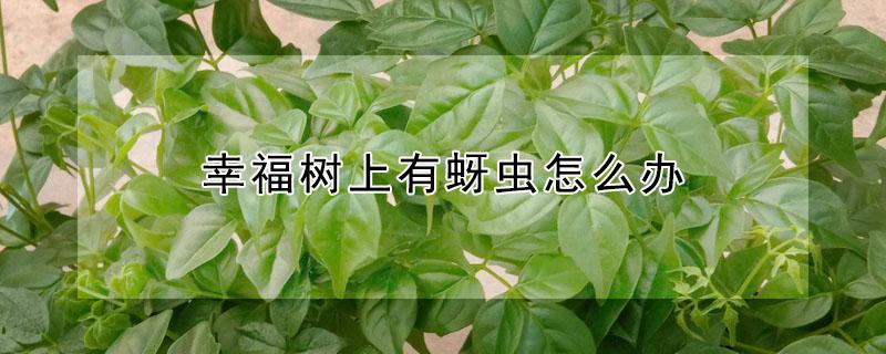 幸福树上有蚜虫怎么办 幸福树上长虫了怎么办
