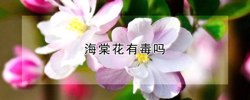 海棠花有毒吗 海棠花有毒吗?