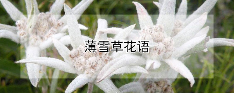 薄雪草花语 薄雪草的花语是什么