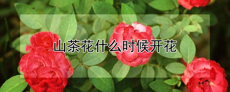 山茶花什么时候开花（白色山茶花什么时候开花）