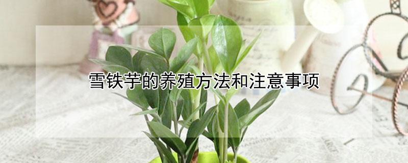 雪铁芋的养殖方法和注意事项（雪铁芋冬季的养殖方法）