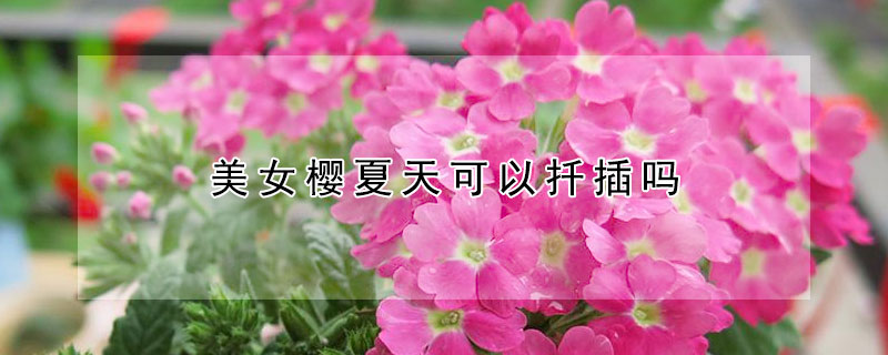 美女樱夏天可以扦插吗(扦插美女樱当年可以开花吗)