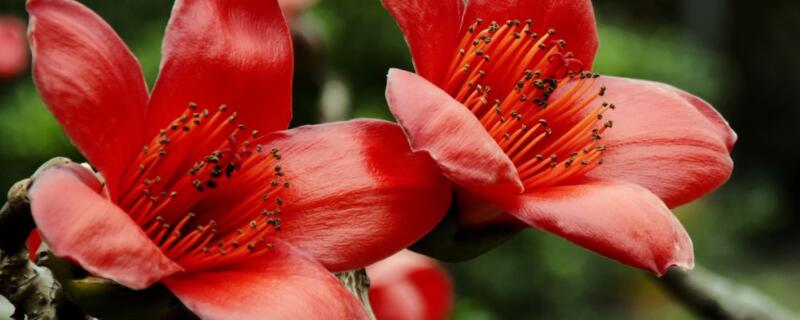 木棉花代表什么意思 木棉花是什么意思