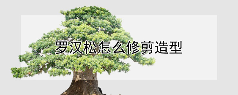 罗汉松怎么修剪造型 罗汉松怎样修剪造型
