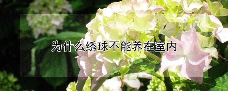 为什么绣球不能养在室内(绣球花室内可以养吗)