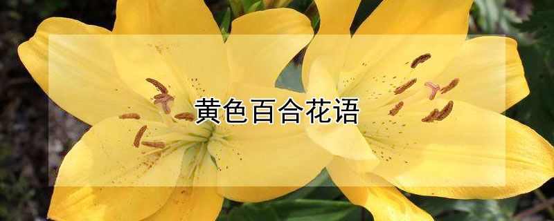 黄色百合花语（黄色百合花语是什么意思）