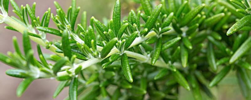 迷迭香的花语及代表意义 迷迭香有什么寓意