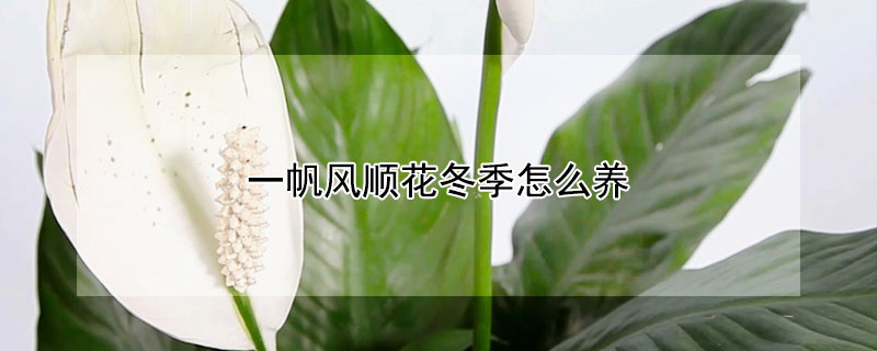 一帆风顺花冬季怎么养 一帆风顺花怎么养需要注意什么