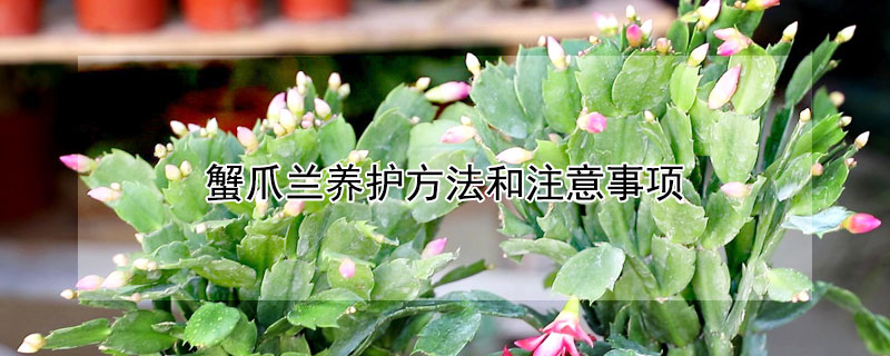 蟹爪兰养护方法和注意事项（蟹爪兰的养护常识）