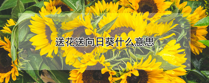 送花送向日葵什么意思（花送向日葵是什么意思）