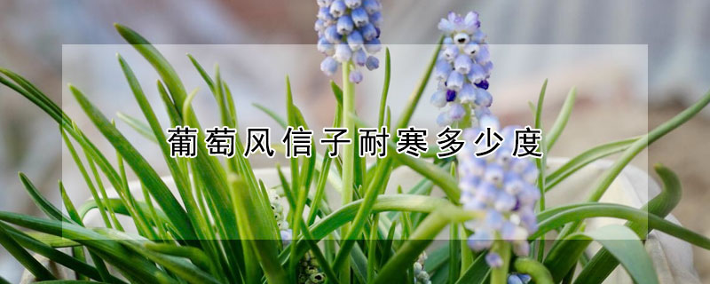 葡萄风信子耐寒多少度（葡萄风信子最低温度）