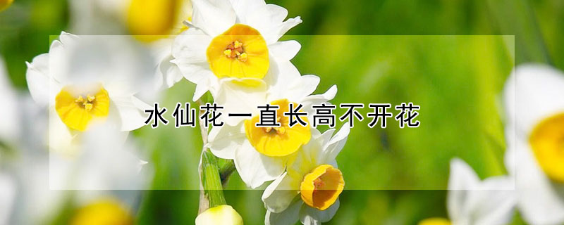 水仙花一直长高不开花 水仙花长的太高还会开花吗