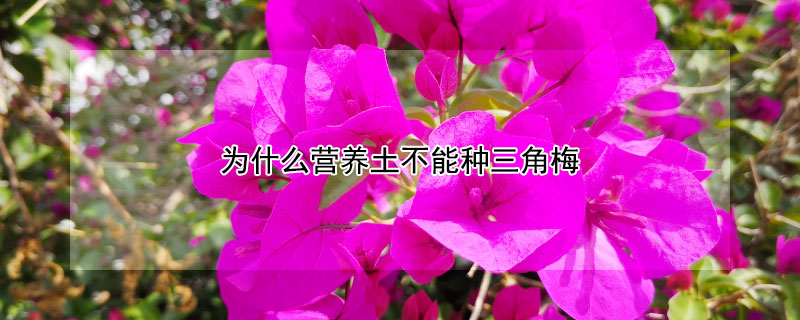 为什么营养土不能种三角梅 三角梅可以无土栽培吗