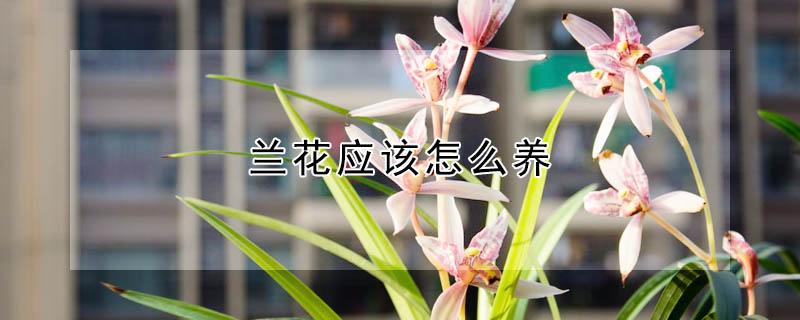 兰花应该怎么养 兰花应该怎么养殖