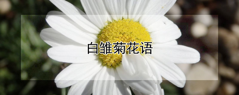 白雏菊花语（白雏菊花语英文）