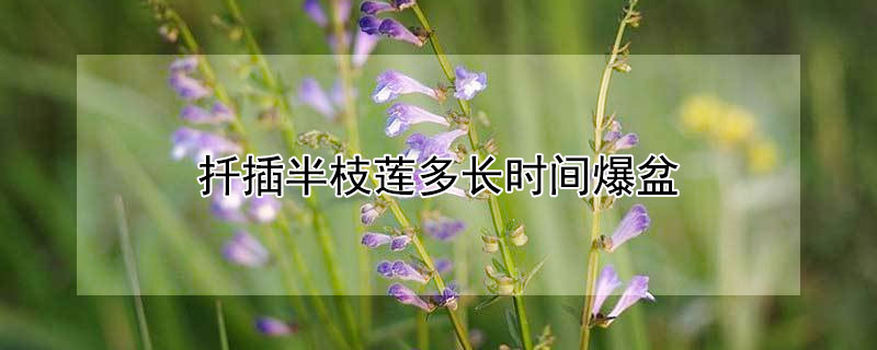 扦插半枝莲多长时间爆盆（半枝莲可以扦插吗）