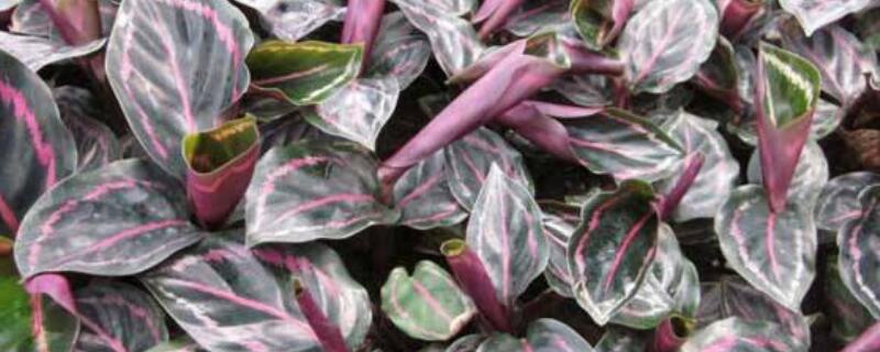 彩虹竹芋的花语与寓意 水竹芋的花语