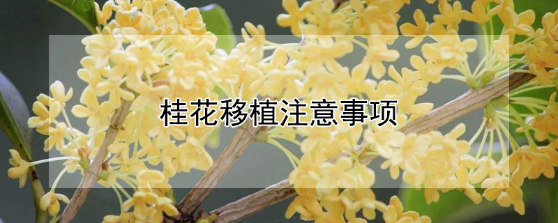 桂花移植注意事项 桂花夏季可以移植吗