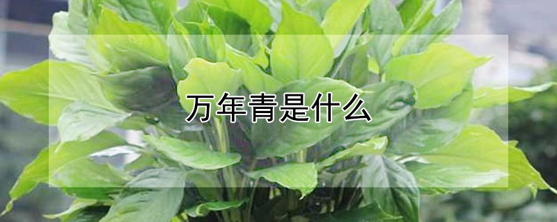 万年青是什么(万年青是什么意思)