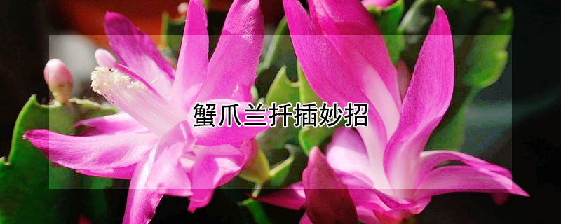 蟹爪兰扦插妙招 蟹爪兰扦插妙招叶子不蔫