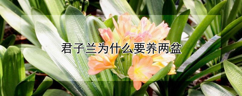 君子兰为什么要养两盆（一个花盆养两棵君子兰好吗）