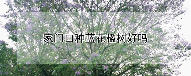 家门口种蓝花楹树好吗（家里栽蓝花楹好不好）