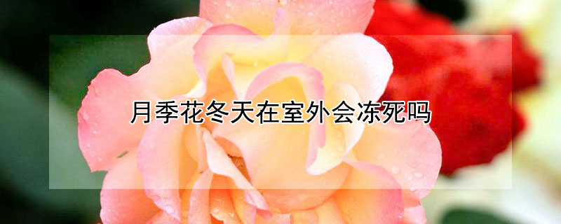 月季花冬天在室外会冻死吗 月季花冬天怕冻吗