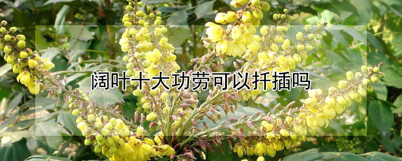 阔叶十大功劳可以扦插吗（能够扦插的植物）