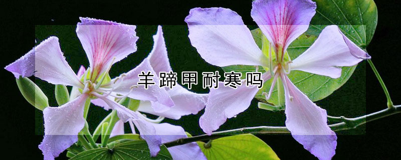 羊蹄甲耐寒吗（羊蹄甲能耐多少度低温）