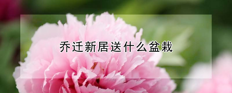 乔迁新居送什么盆栽（乔迁新居送什么盆栽最好）