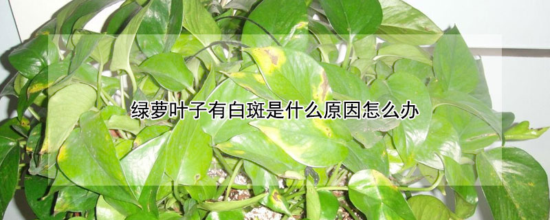 绿萝叶子有白斑是什么原因怎么办 绿萝叶子有白斑的原因
