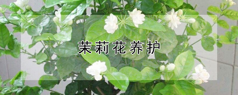 茉莉花养护 茉莉花养护方法
