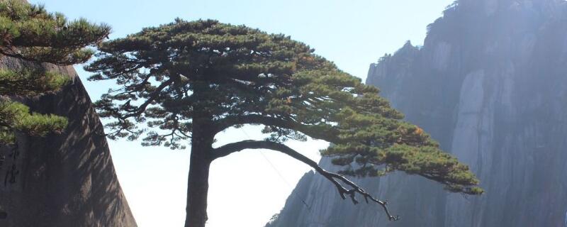 松树寓意(榕树寓意和象征)