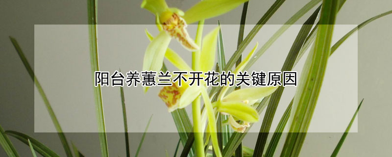 阳台养蕙兰不开花的关键原因 北阳台养兰花会开花吗