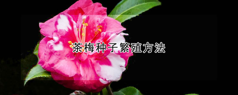 茶梅种子繁殖方法（茶梅有种子吗）