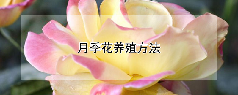 月季花养殖方法（月季养殖）
