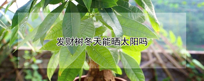 发财树冬天能晒太阳吗（发财树冬天能晒太阳吗?）
