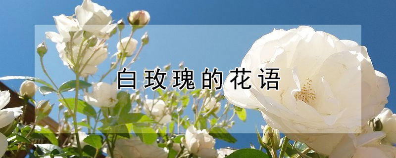 白玫瑰的花语（白玫瑰的花语是什么语）