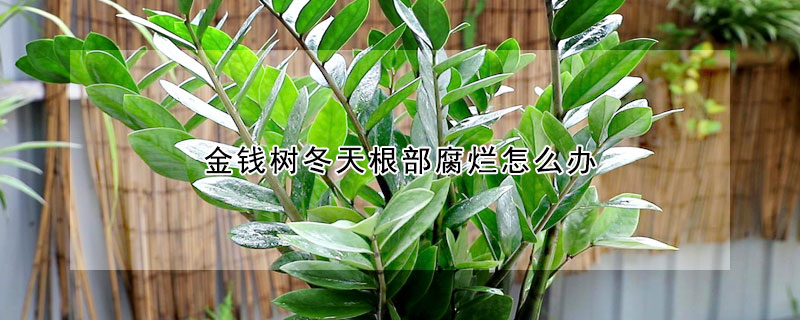 金钱树冬天根部腐烂怎么办 金钱树根部发软腐烂