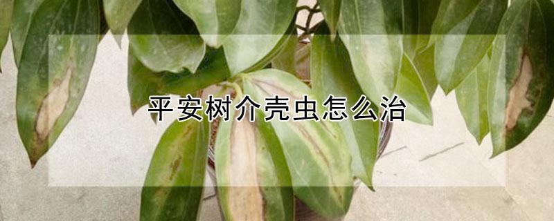 平安树介壳虫怎么治 平安树叶上长介壳虫怎么办