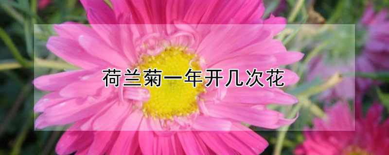 荷兰菊一年开几次花 荷兰菊一年开几次花花期多久