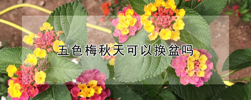 五色梅秋天可以换盆吗（入秋了三角梅可以换盆了吗）