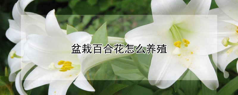 盆栽百合花怎么养殖 盆栽百合花的养殖方法
