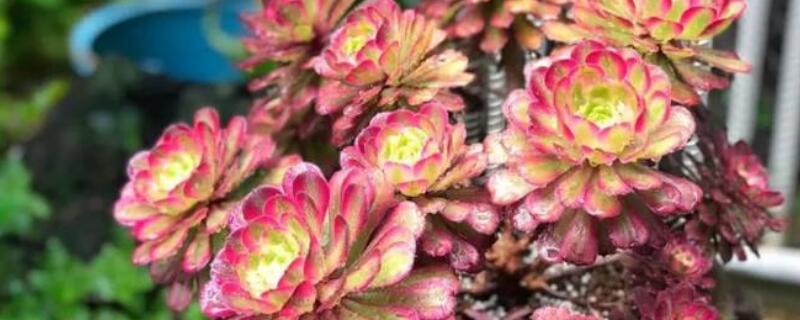 法师花的寓意 法师花语象征与寓意