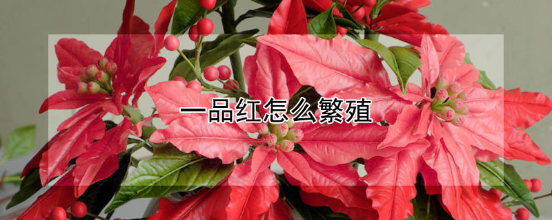 一品红怎么繁殖 一品红怎么繁殖最快