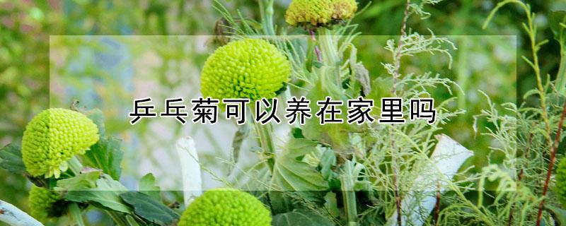 乒乓菊可以养在家里吗（乒乓菊在家养吉利吗）