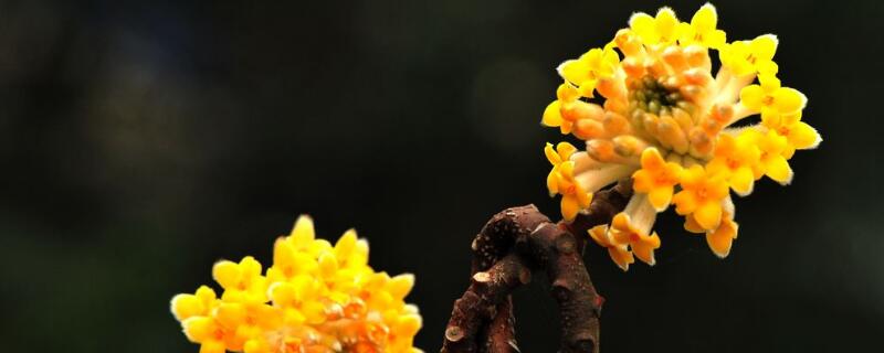 结香花花语 结香花花语和传说