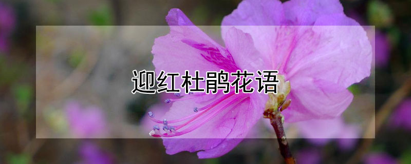 迎红杜鹃花语 迎红杜鹃花图片大全