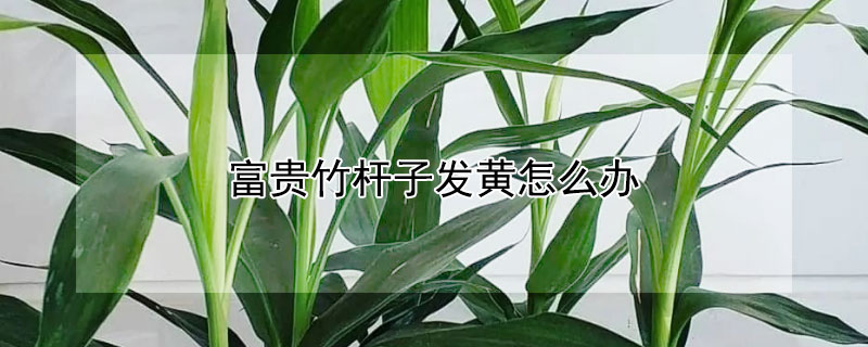富贵竹杆子发黄怎么办（富贵竹杆子发黄了怎么办）