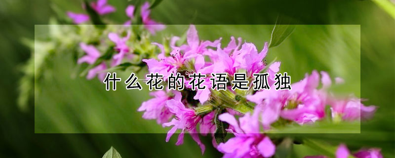 什么花的花语是孤独 什么花的花语是孤独迷茫